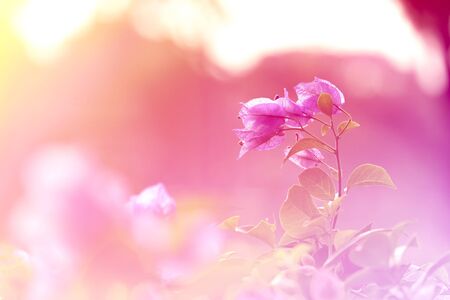bougainvillea flowers