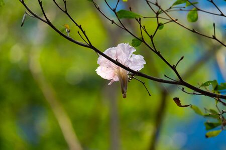 Flowers hang on branchesの写真素材
