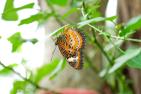 Butterfly on branchesの写真素材