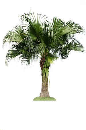 palm tree isolated on white backgroundの写真素材