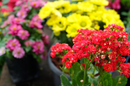 Colorful flowers in the garden are beautifully decorated.の写真素材