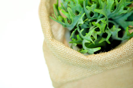 green plant in a sack on white background.の写真素材