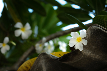 Plumeria or frangipani white flower falling on the roofの写真素材