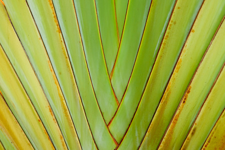 close-up of traveler tree or traveler's palmの写真素材