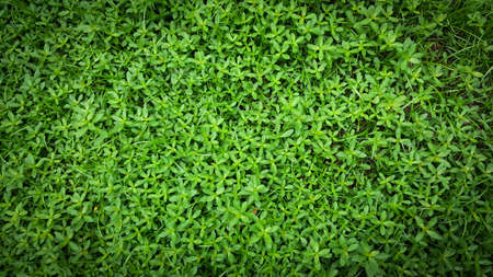 Abstract textured background of green grass and weeds.の写真素材