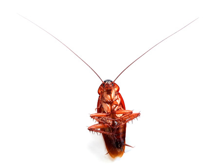 Cockroach lying flat on a white background.の写真素材