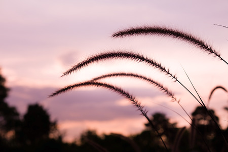 Fountain grass or Feather grass close up ,Ornamental plant in the garden ,Sweet tone eveningの写真素材