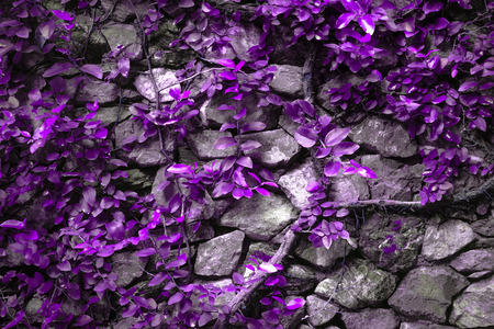 Stone wall with ivy in beautiful shades of purple.の写真素材