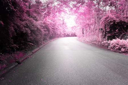 Asphalt road with trees on both sides in beautiful shades of pink.の写真素材