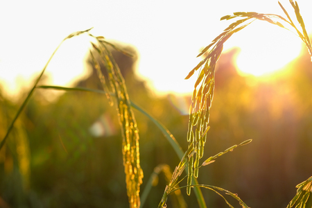 paddy rice plant  close up in rice fields at sunset.の写真素材