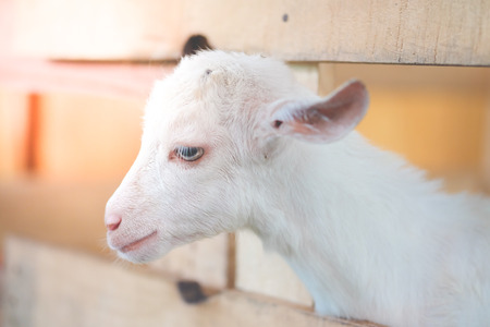 White goat in the stall looking outside.の写真素材