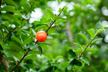Acerola or Barbados or West indian cherry. Red fruits are on the tree.の写真素材