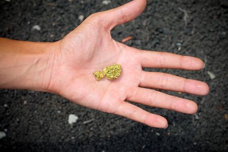 The pure gold ore found in the mine is in the hands of men.の写真素材