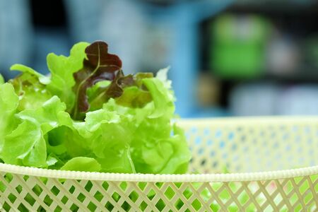 Green oak and Red oak Organic hydroponic vegetables salad in basketの写真素材