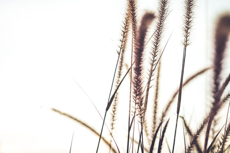 Fountain or Feather grass close up soft vintage on white backgroundの写真素材