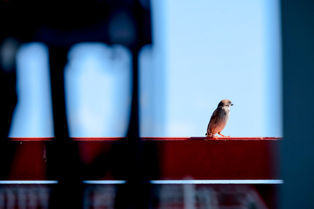 Sparrow on a house fence on a sky background.の写真素材