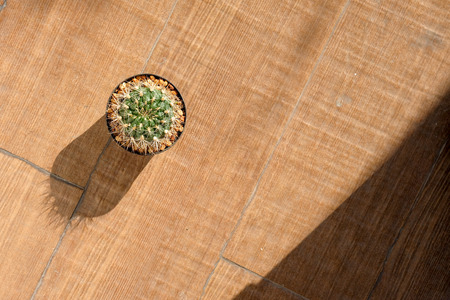 Small cactus in a pot on the wooden floor,Ornamental plants is popular in the area is limited.の写真素材