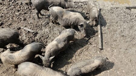 The muddy pig is in a dirty place