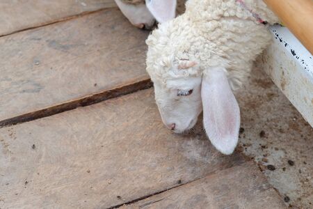 The sheep are eating food with copy space.の写真素材