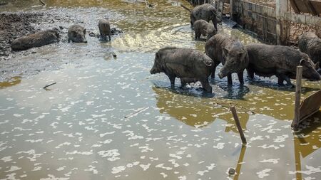 The muddy pig is in a dirty placeの写真素材