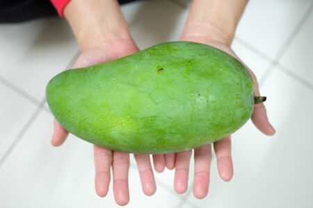 Very large green mango in the hands of young women.の写真素材