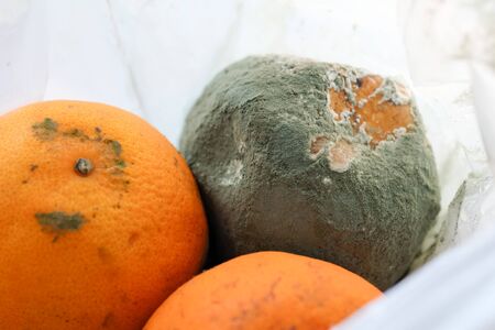 Orange fruit is placed in plastic bags as fungus..の写真素材