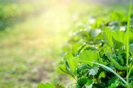 The green leaves of the strawberry tree on the farm with light morning sun.
