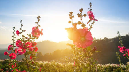 Fresh pink flowers in the garden with evening sunsetsの写真素材