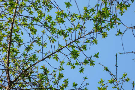 The green leaves are springing from the branches on the sky background.