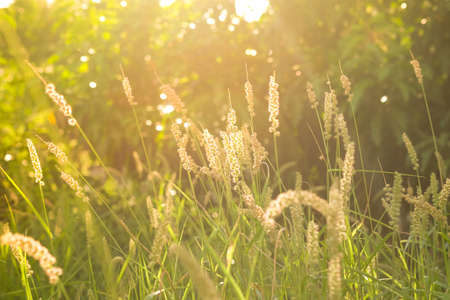 Green grass background with warm sunlight in the evening