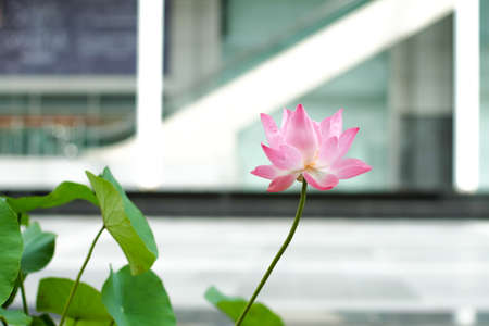 Pink lotus flowers blooming in the pondの写真素材