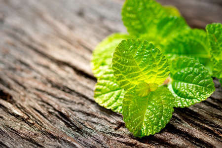 Green mint leaves on an old wooden floor