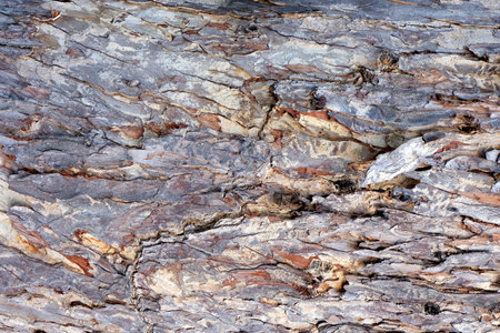 Abstract natural tree trunk texture backgroundの写真素材