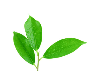 Green leaves isolated on a white backgroundの写真素材