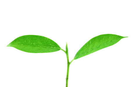 Green leaves isolated on a white backgroundの写真素材