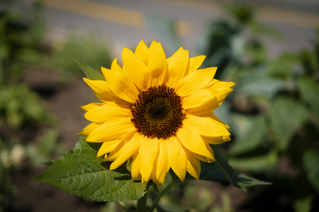 sunflower in the sunny day always refreshの写真素材