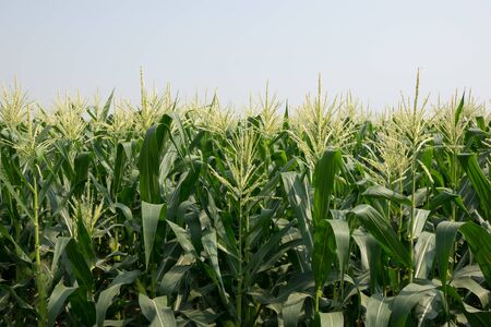Zea mays convar. saccharata var. rugosa.Sweet Corn Production.The farming for produced corn can,...