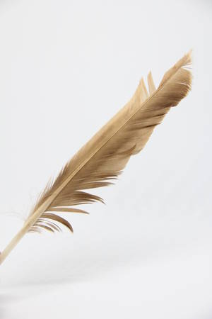 Single brown fluffy feather isolated on whiteの写真素材