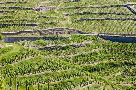 grand cru vineyard, L´Hermitage, Rhône-Alpes, Franceの写真素材