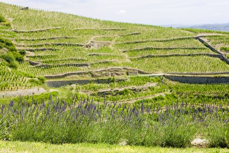grand cru vineyard, L´Hermitage, Rhône-Alpes, Franceの写真素材