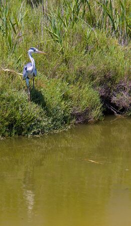 heron, Parc Regional de Camargue, Provence, Franceの写真素材