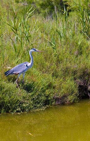 heron, Parc Regional de Camargue, Provence, Franceの写真素材