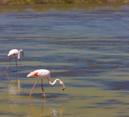 flamingos, Parc Regional de Camargue, Provence, Franceの写真素材