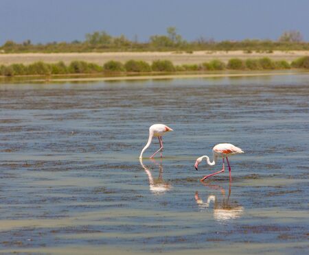 flamingos, Parc Regional de Camargue, Provence, Franceの写真素材