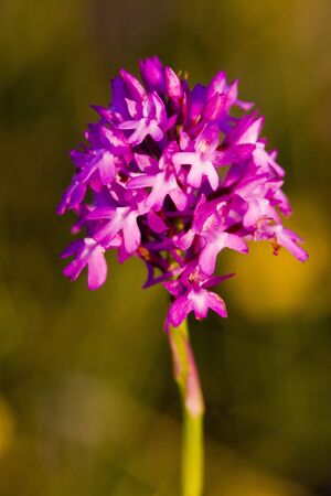 flower's detail, Aveyron Département, Franceの写真素材