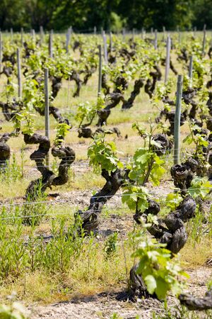 vineyard, Loire Valley, Franceの写真素材