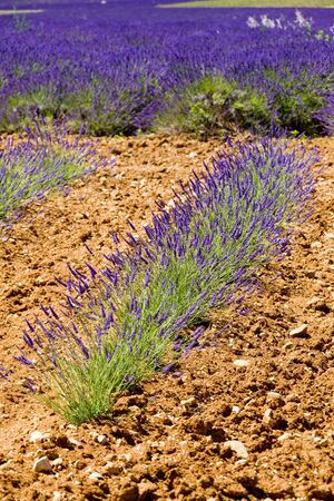 lavender field, Plateau de Valensole, Provence, Franceの写真素材