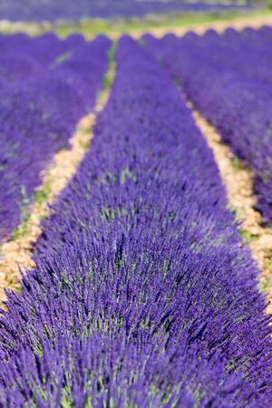 lavender field, Plateau de Valensole, Provence, Franceの写真素材