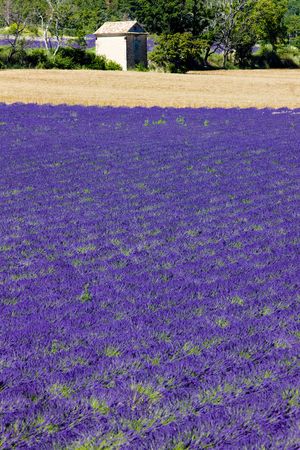 lavender field, Plateau de Valensole, Provence, Franceの写真素材