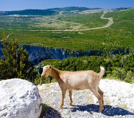 Verdon Gorge, Provence, Franceの写真素材